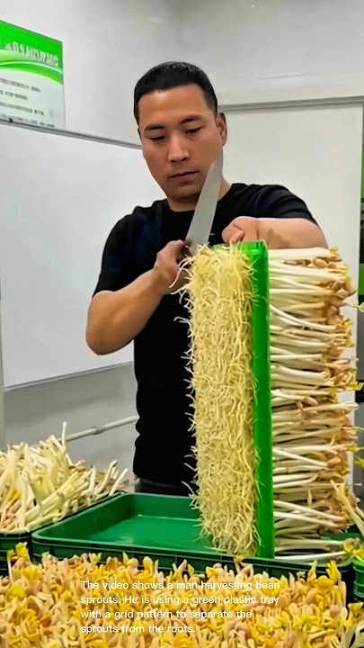 Growing and harvesting bean sprouts