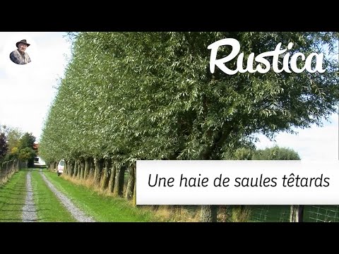 Vidéo: Haie De Saule