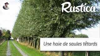 Une haie de saules têtards