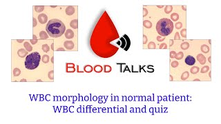 WBC morphology in a normal WBC differential and quiz