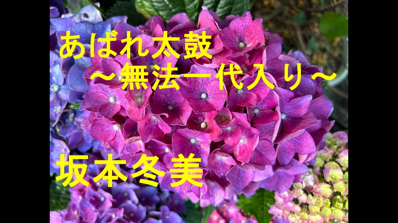 あばれ太鼓～無法一代入り～/坂本冬美　Cover♪あじさん・・♪