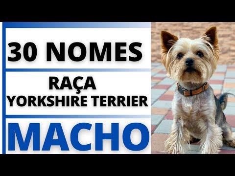 Vídeo: Os nomes mais populares de Yorkshire Terrier