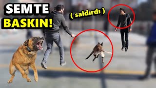 KÖPEĞİM SEMTİ AYAĞA KALDIRDI! TOPU PATLATTI!