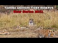 Tadoba Andhari Tiger Reserve || New Series 2021 || Shirkheda Buffer Zone || Episode 1