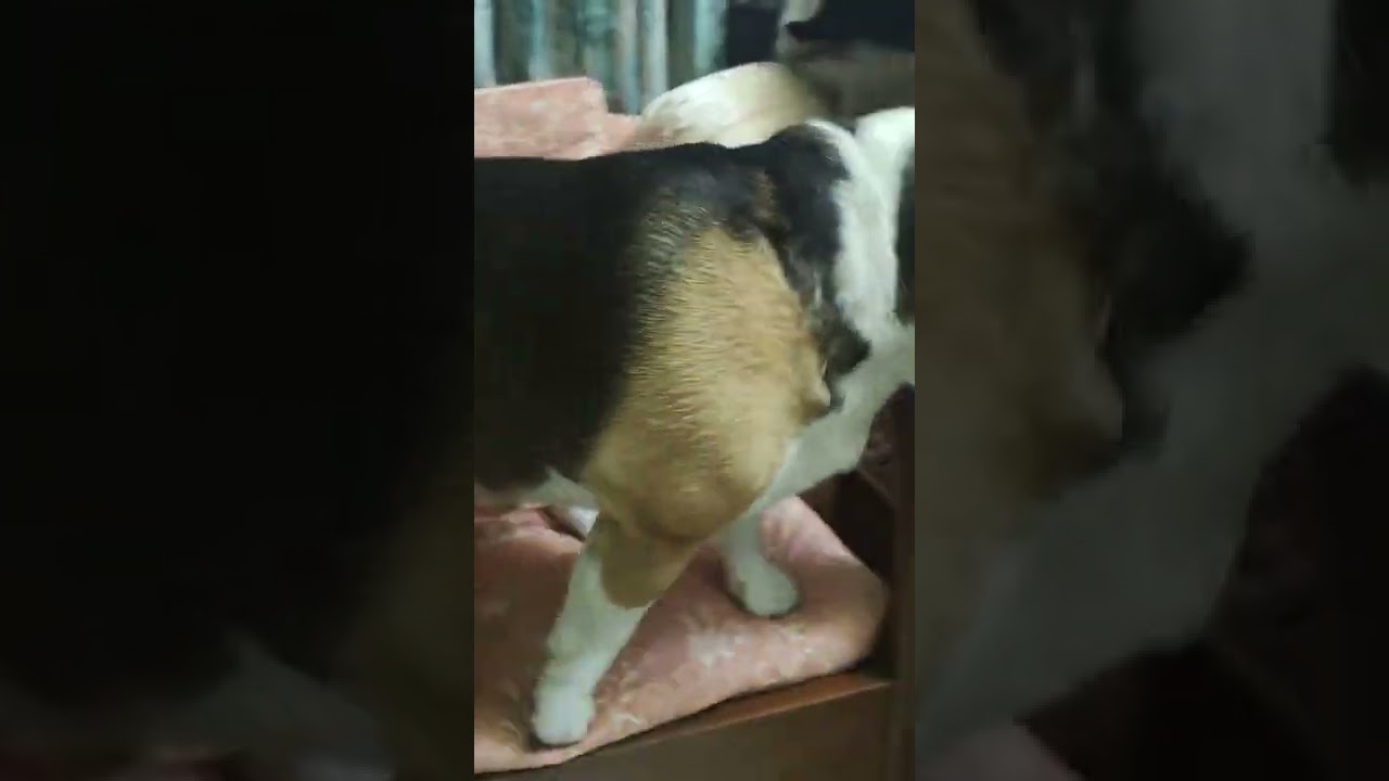 YouTubeでMost obedient beagleを視聴 YouTubeでMost obedient beagleを視聴