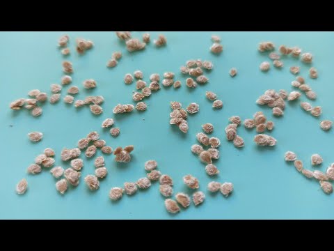 Vídeo: Per què s'utilitza el meristema en el cultiu de teixits?