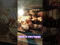 BABY DUCK EAT CORNSTARCH (TEPUNG JAGUNG) #shortvideo #corn #cornstarch #babyduck #ternakentok