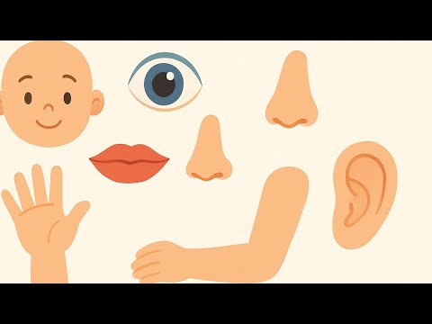 تعليم أعضاء جسم الإنسان للأطفال بالعربية والفرنسية