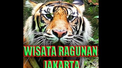 #vlog ##ragunanzoo #kebunbinatangragunan #animals wisata Taman marga satwa Ragunan Jakarta Selatan