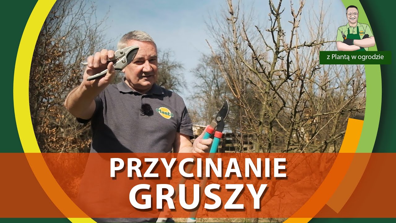 Jak przycinać gruszę - Z PLANTĄ W OGRODZIE