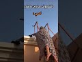 امي لما يجونا ضيوف ضحك