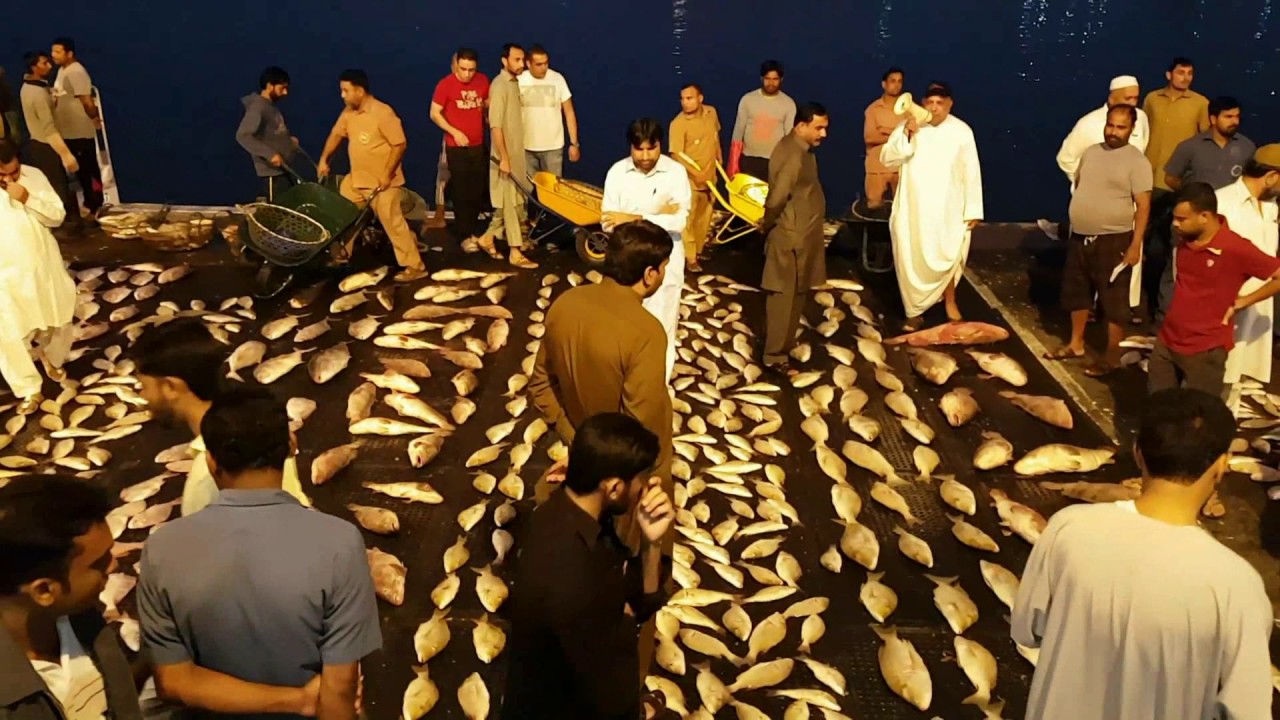Аджман Фиш Маркет Ajman Fish Market YouTube