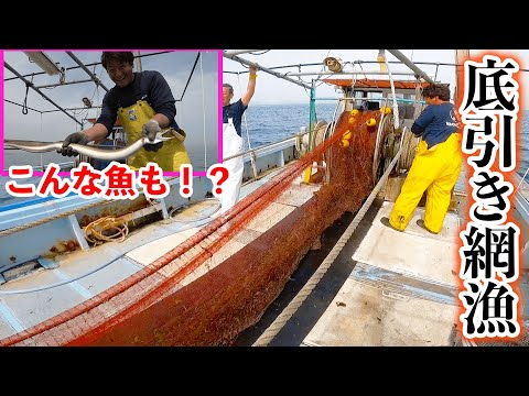 【日本釣り旅#6】大阪湾で初の底引き網漁を体験してみた！