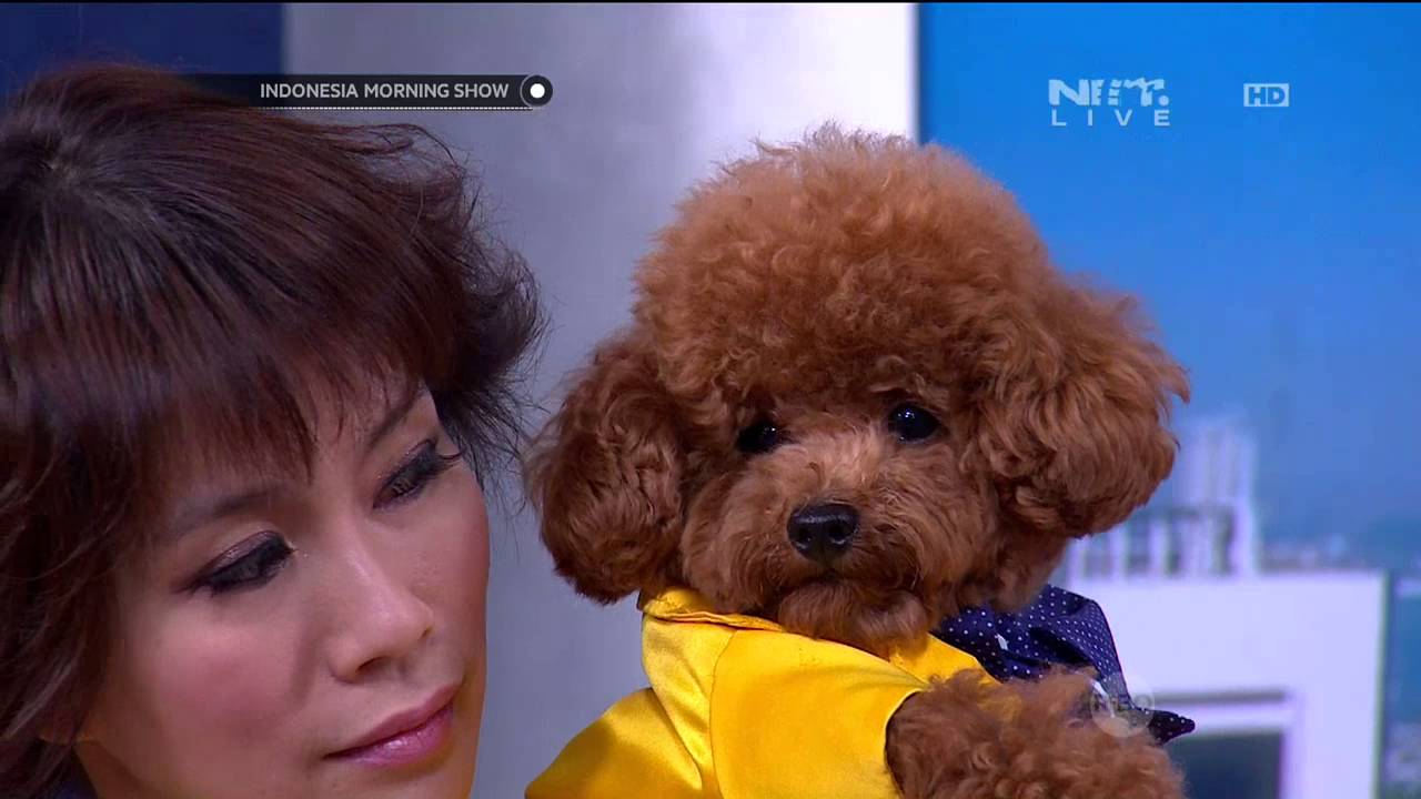 Dog Fashion Show YouTube dog-fashion-show-youtube