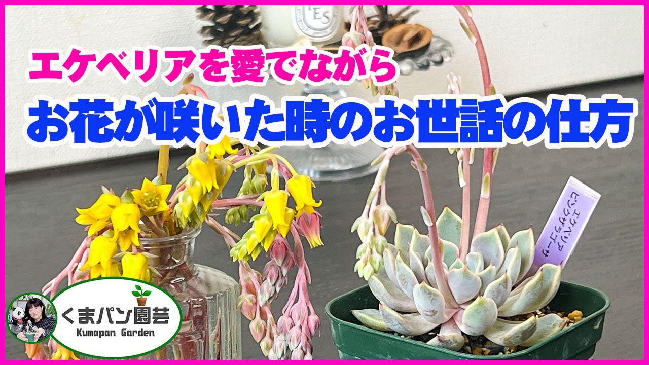 多肉植物 エケベリア くまのすけさん苗 命名種 さくらくま サンタフェ2日分の戦利品といただきもの | ブログ版Olive&SucculentGarden