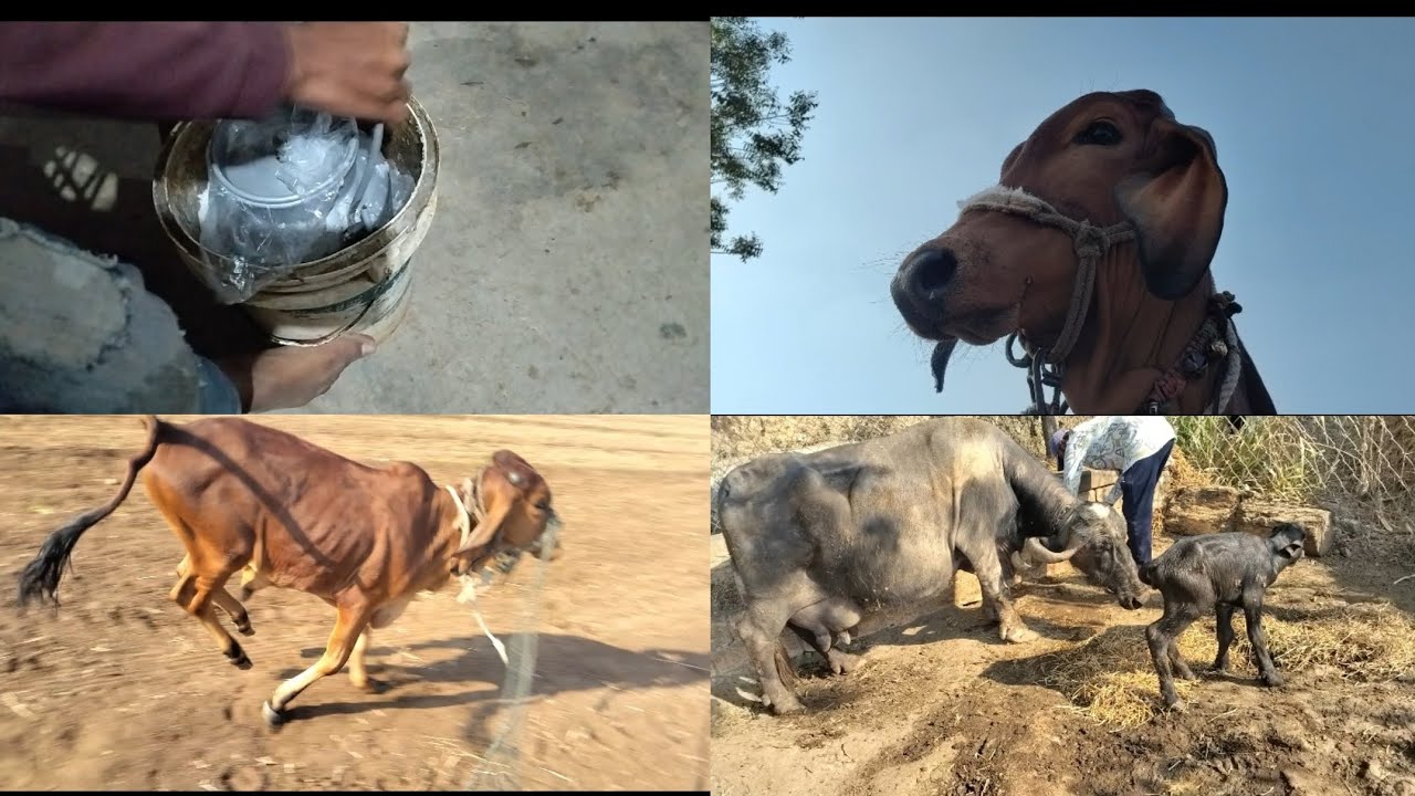 આજે તો ખેતરમાં વાસળા ને..🔥 એન આઈસ્ક્રીમ વાડી યે બનાવીયૂ...🍧 અને મામા નિ ભેંસ વિયાણી...🐃