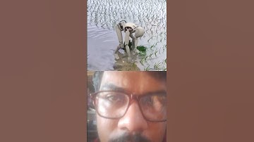 Immersive video of robots planting rice with original soundtrack! -Robots in rural China #shorts