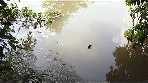 Câu cá ở sông / Hai lúa cùng mẹ đi câu cá rô đồng cá chốt / Miền tây quê hương tôi / T34