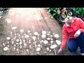 How to Grow Mushrooms At Home. Experiment