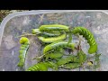 😮💥Hunt beautiful green caterpillar, that are very amazing