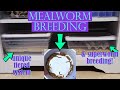 UNIQUE MEALWORM BREEDING SYSTEM + Superworm Breeding