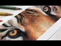 HowTo Draw a Realistic Tiger Eye Study with Colored Pencil