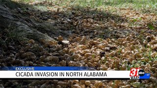 WAAY 31 Special Report: Cicada invasion in North Alabama