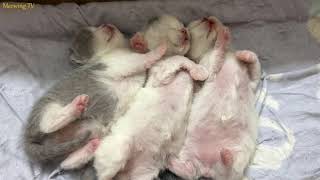 Newborn kittens are super cute while sleeping. by Meowing TV 1,193 views 2 months ago 3 minutes, 11 seconds