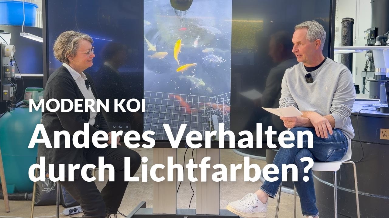 Dies und Das über Beleuchtung im Koiteich | Modern Koi Blog #8026