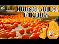 संतरे का रस कारखाना - Orange Harvesting Juice Production Line &amp; Technology In Factory - Documentary