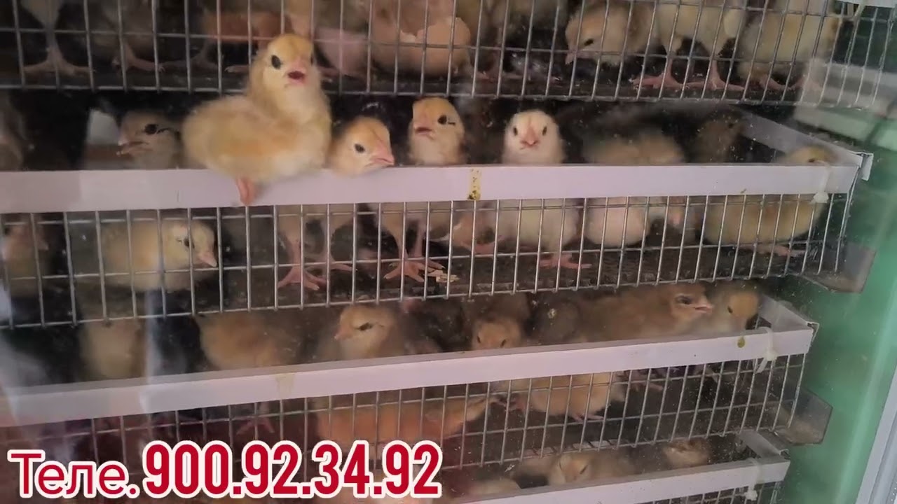 Хуш хабар сезон саршид  бародаро Мархамат тамошо кунед теле. Барои тамос. 900.92.34.92