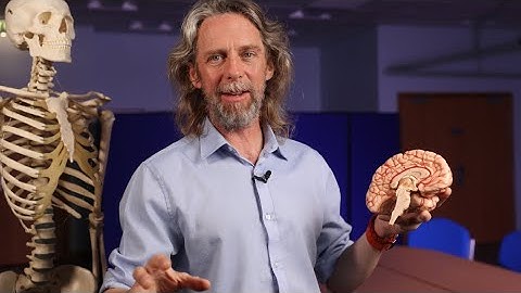 Anatomie van licht, slaap en circadiaans ritme