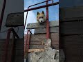 The Science Behind Your Dog's Disapproval #short #shorts #haski