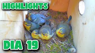 Caja Nido Herrerillo Dia 19 Highligths (04/05/2024) by HaCkIsS2 311 views 2 weeks ago 7 minutes, 11 seconds