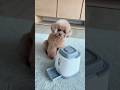 新しいマシンを見せてみたら…😂 #dog