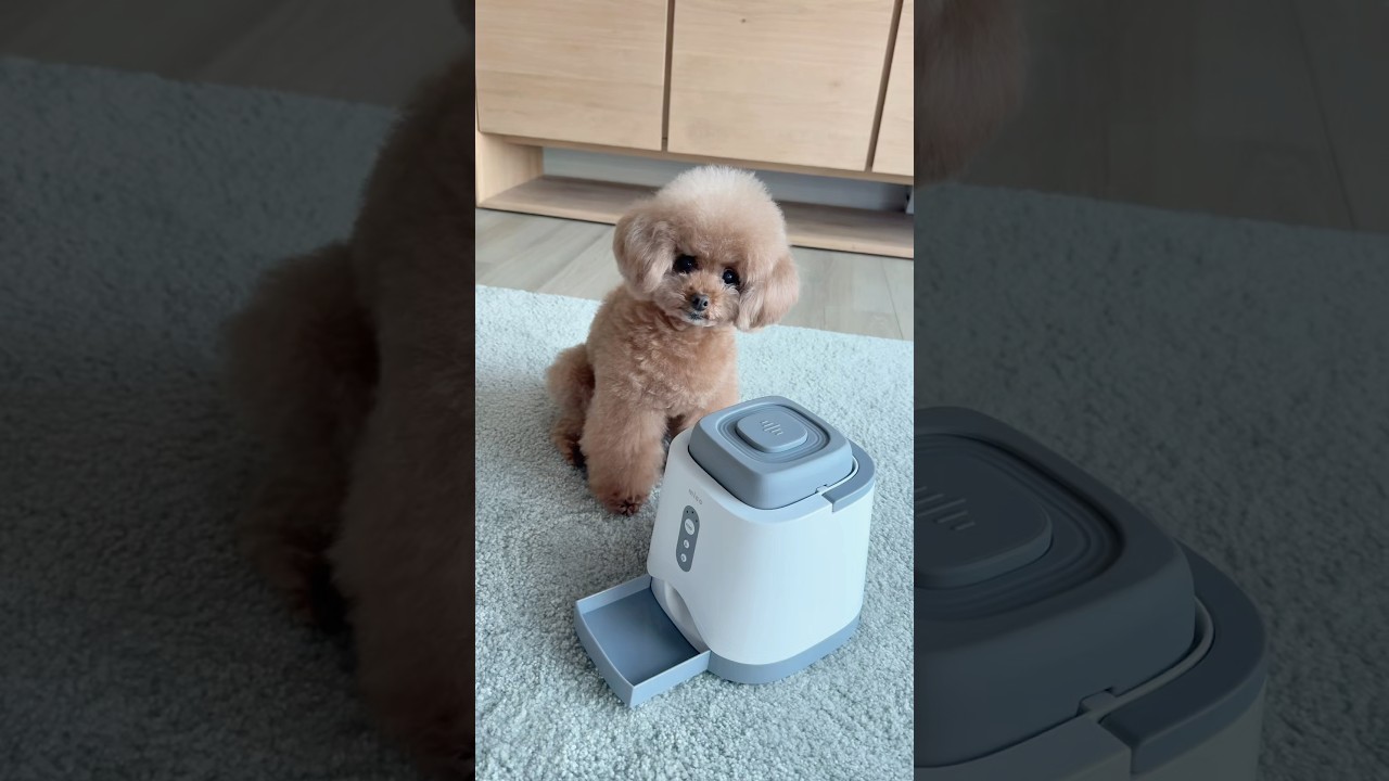 新しいマシンを見せてみたら…😂 #dog