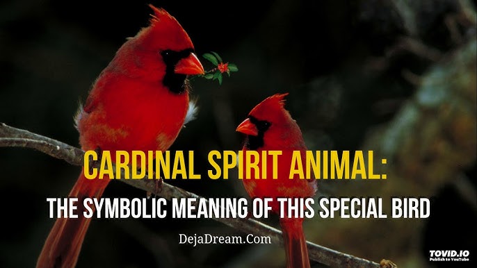 Blue Jay Spirit Animal Symbolism And Meaning Youtube Blue Jay Spirit Animal Symbolism And Meaning Youtube