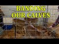 Banding Our Jersey Calves - Our First Time Banding Calves