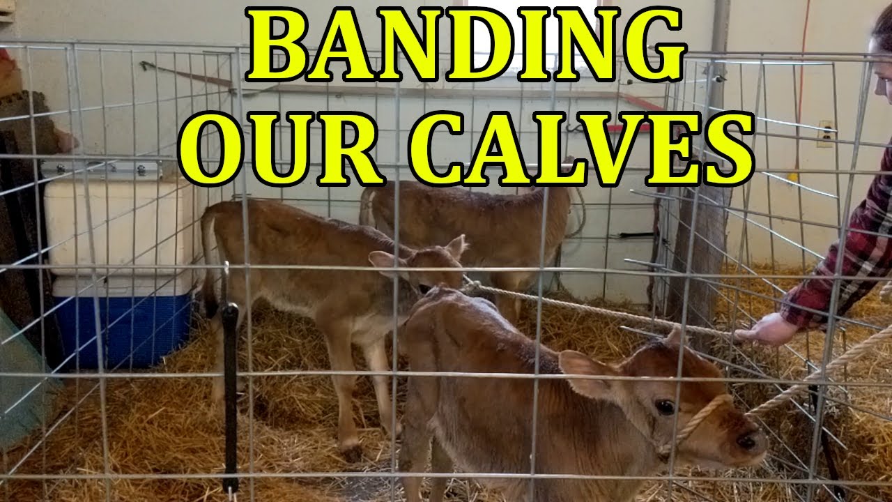 How To Band a Calf – Farm Fresh For Life – Real Food for Health & Wellness