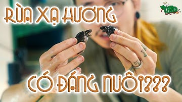 Loài rùa nhỏ bé cực thích hợp khi nuôi trong nhà - Common musk turtle | WILDVN TV