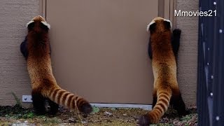 ココとセイタ同居開始~Red Pandas