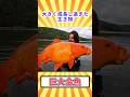 【閲覧注意】大きく成長し過ぎた生き物「巨大金魚」【ゆっくり解説】 #どうぶつのひきこ森 #ゆっくり解説 #へんないきもの #閲覧注意