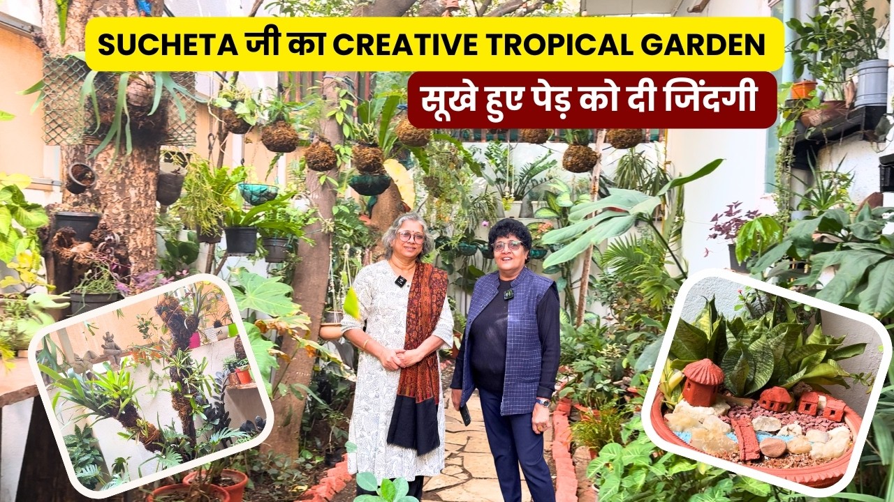 Sucheta जी का Creative Tropical Garden सूखे हुए पेड़ को दी जिंदगी