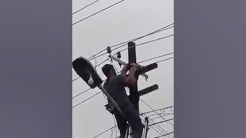 snake on electric post | #snake #snakes #snakevideo #viralvideo #viral