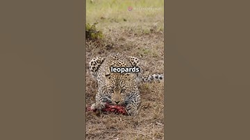 Facts about Leopards part 2 ............#facts #shorts #animals #leopard