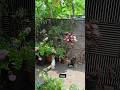 അമ മ ക റ പ വ ഉണ ടല ല എന ന ച ണ ടൻ Cat Shortvideo Viralshorts 