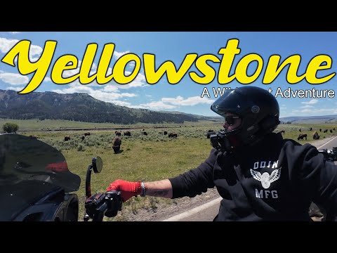 Yellowstone: A Wild