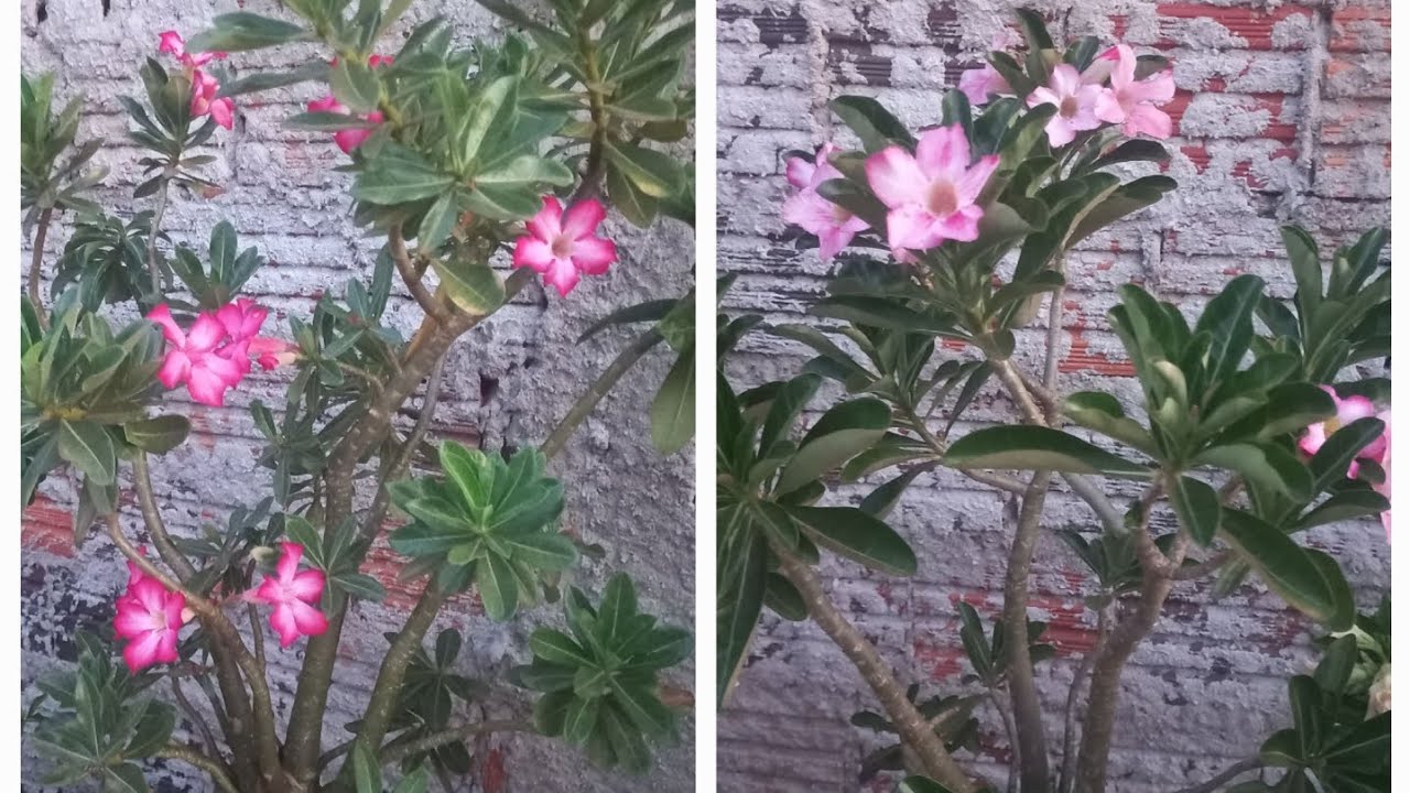 MOSTRANDO MINHAS GÊMEAS ROSADODESERTO 