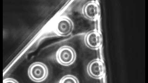 Real-time Single Cell Migration Tracking