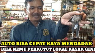 CEPAT KAYA MENDADAK!!! 20RB BISA JADI RATUSAN RIBU BILA NEMU PERKUTUT LOKAL SEPERTI INI,HARGA BURUNG